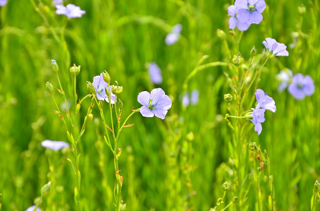 Fleurs de lin