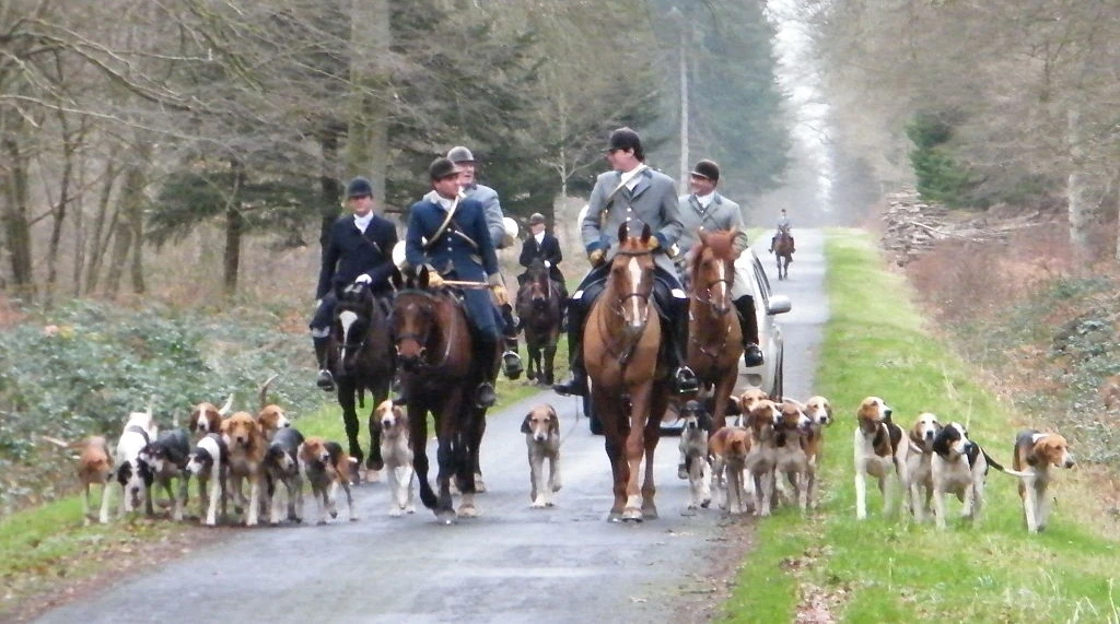 Chasse à courre en forêt de Crécy